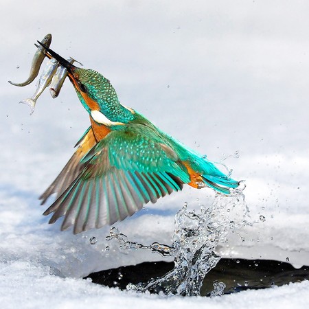 Eisvogel