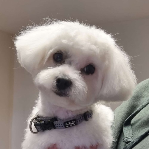 tiergestützte Therapie