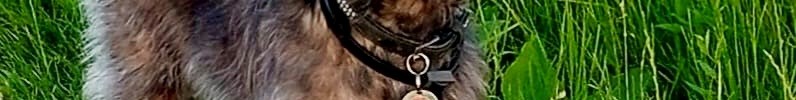 Hund